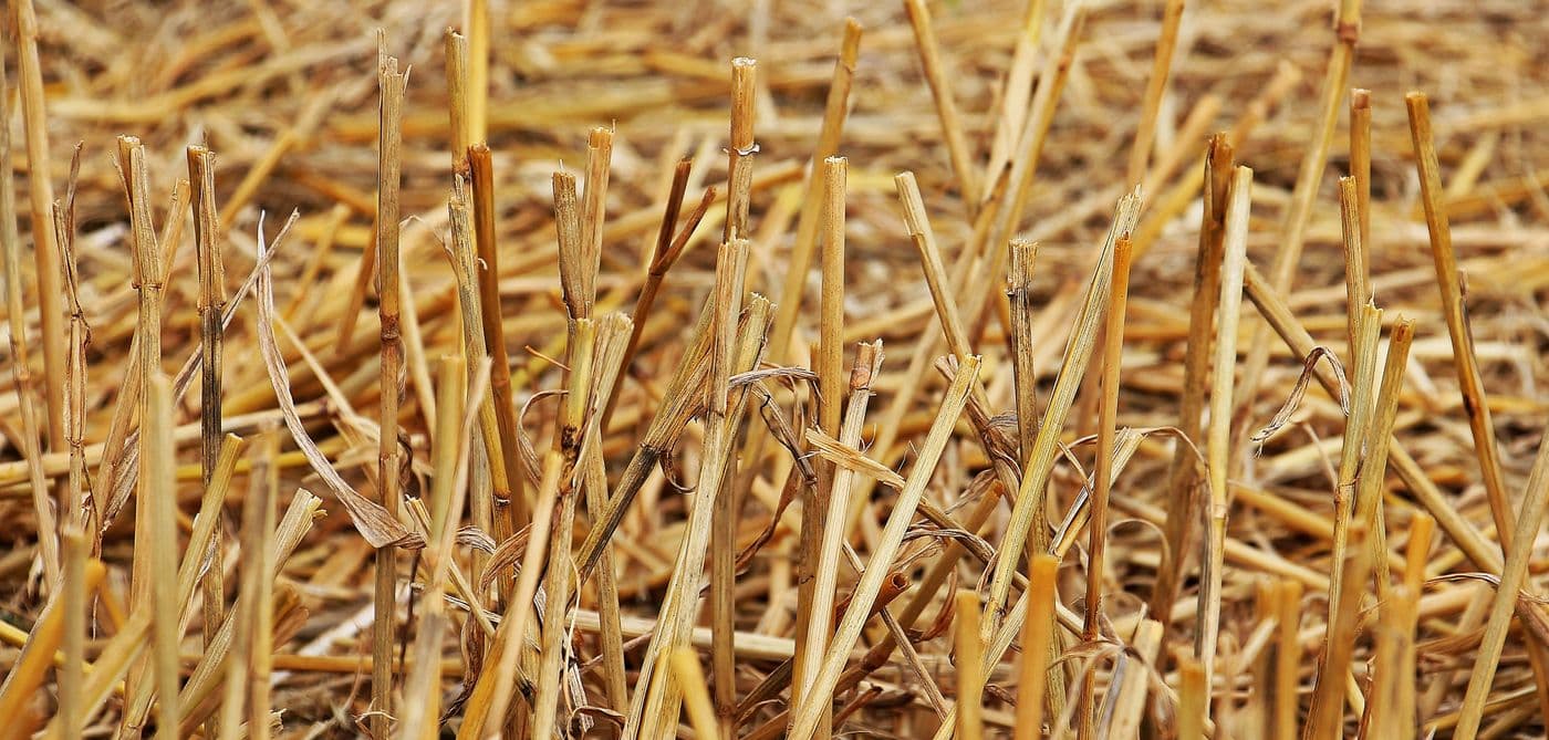 INPUT / BIOMASS